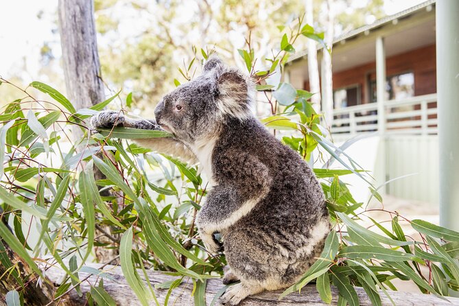 14 Day Tour from Sydney to Cairns Fraser Island and Whitsundays - Wildlife and wine on the road north