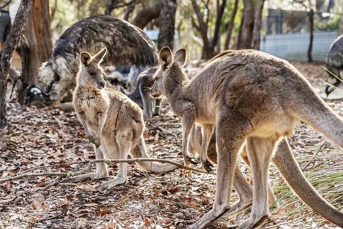14 Day Tour from Sydney to Cairns Fraser Island and Whitsundays - K’gari is the trip’s great off-road day