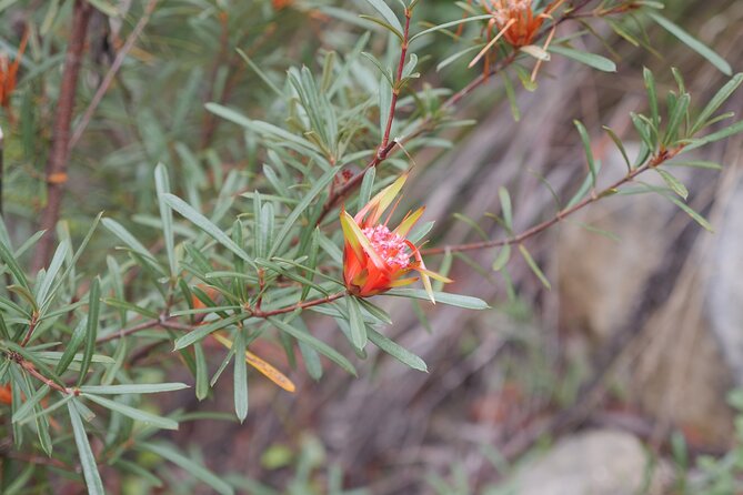 3 Day Scenic Tour of Blue Mountains from Sydney - What the $852.09 price really includes