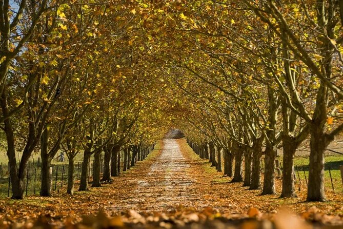 A Day In The Vineyards || Luxury Private Winery Tour From Sydney - Fitzroy Falls changes the pace