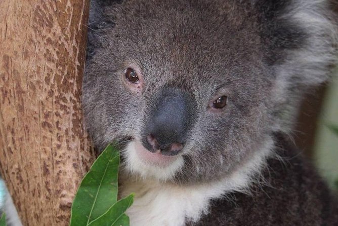 All Inclusive Blue Mountain,Scenic World,Lunch,Koalas,ferry - A sit-down lunch that handles special diets