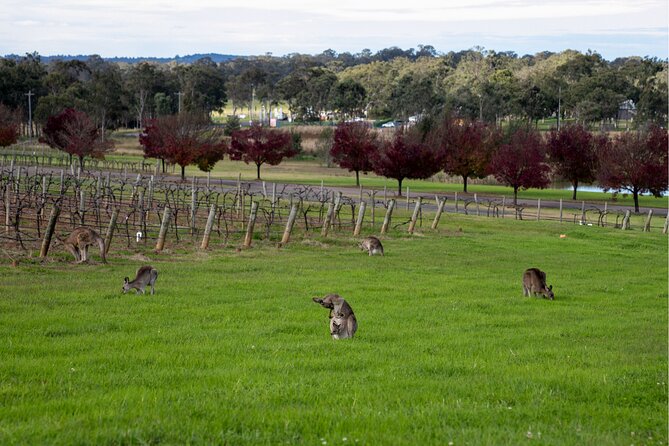 Award-Winning Hunter Valley Wine & Cheese Tour from Sydney - Cheese tasting adds a welcome change of pace