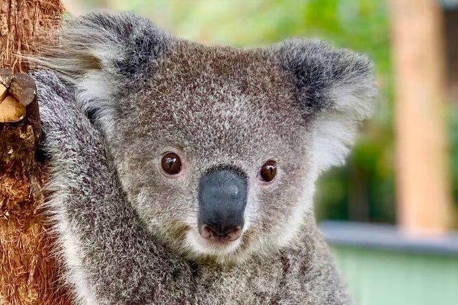 Baby Animals, Boomerangs and BBQ Lunch - At a glance