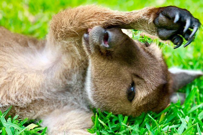 Baby Animals, Boomerangs and BBQ Lunch - Why this wildlife day trip feels different
