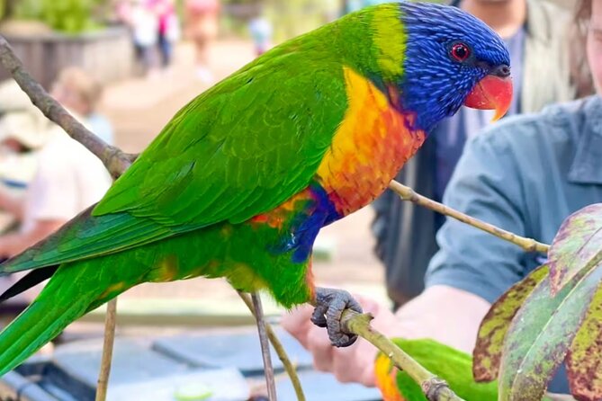 Baby Animals, Boomerangs and BBQ Lunch - The koala meeting is the day’s emotional high point