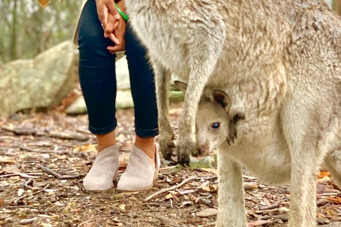Baby Animals, Boomerangs and BBQ Lunch - Feeding kangaroos and meeting the other animals
