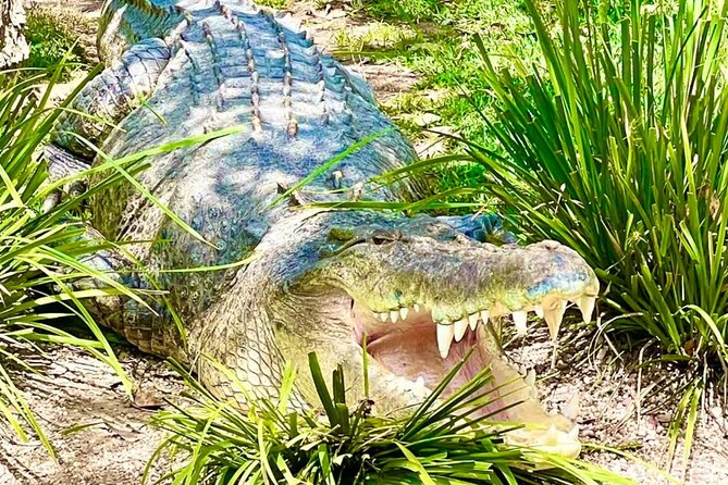 Baby Animals, Boomerangs and BBQ Lunch - Boomerangs, photos, and the final stretch