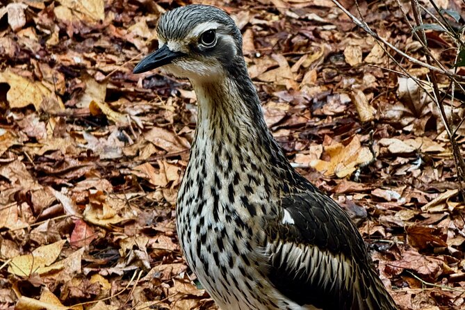 Baby Animals, Boomerangs and BBQ Lunch - What the $251.04 price includes