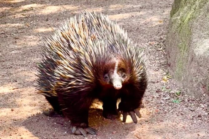 Baby Animals, Boomerangs and BBQ Lunch - Who should book this experience