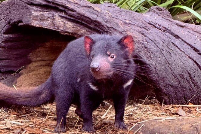 Baby Animals, Boomerangs and BBQ Lunch - Inside the Australian Reptile Park