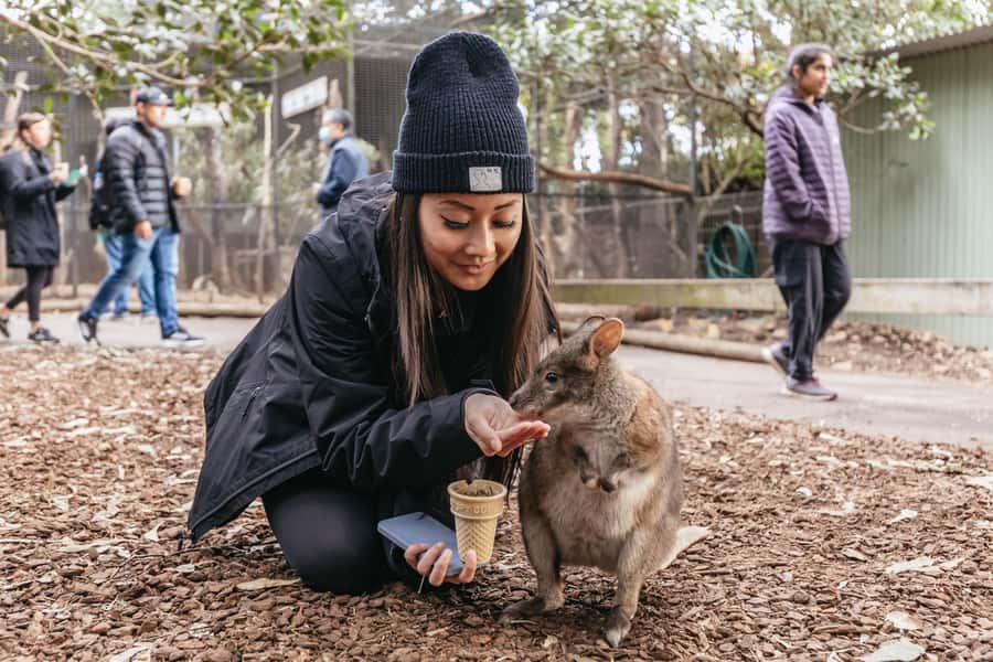 Blue Mountain: Small-Group Tour with Lunch & Scenic World - Why this Blue Mountains tour works so well as a one-day trip