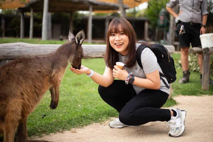 Blue Mountain Tour + Hop-on-Hop-off Big Bus Discover Ticket - Echo Point and the Three Sisters