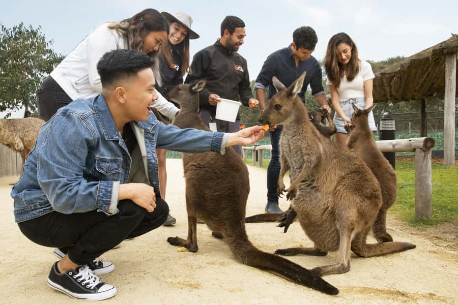 Blue Mountains Adventure: Scenic World, Zoo & Koala Photo - Cahill’s Lookout is the quieter viewpoint