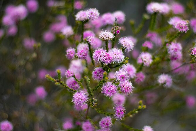 Blue Mountains Big Day Out - Private Tour - Wentworth Falls and gentle walks in the bush