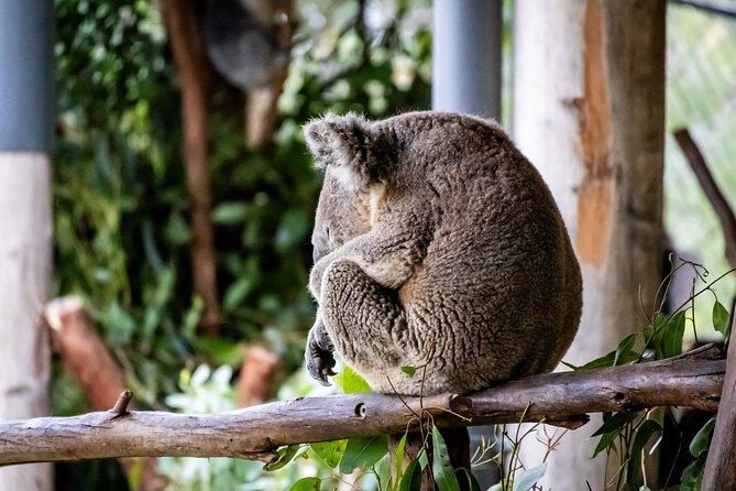 Blue Mountains Day Tour from Sydney - Key points to know before booking