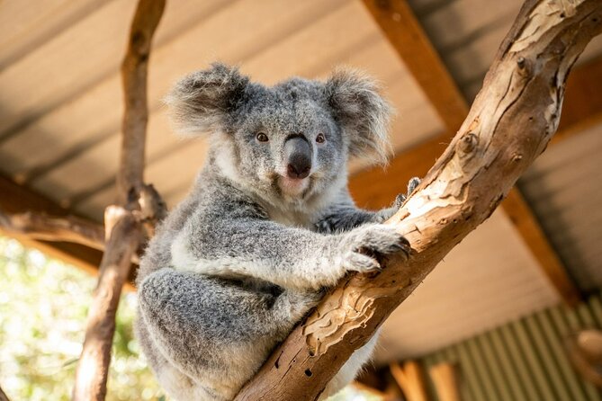 Blue Mountains Day Tour -Scenic World, Koalas & Roos (15 ppl LUX) - Key points to know before booking