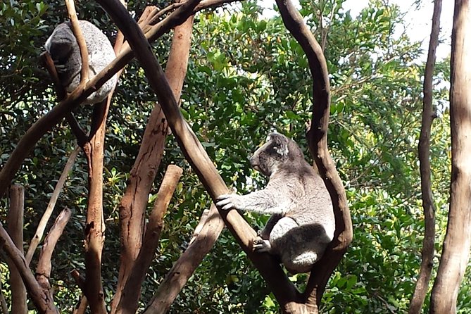 Blue Mountains Day Tour With Bushwalks, Waterfalls & Featherdale - Why this Blue Mountains day makes sense from Sydney