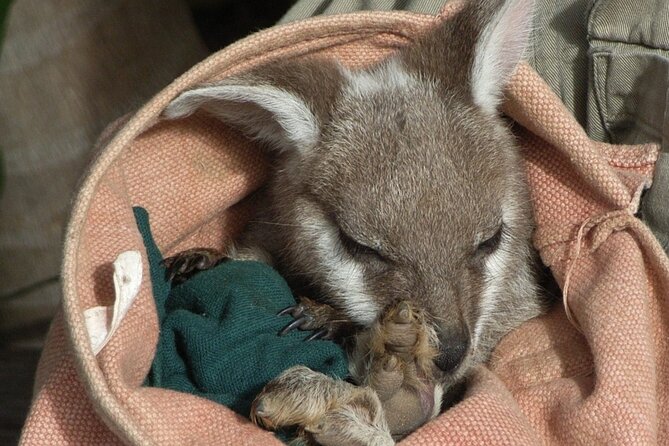 Blue Mountains Day Tour With Bushwalks, Waterfalls & Featherdale - What the guide adds to the day