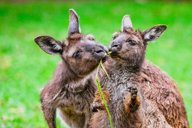 Blue Mountains Day Tour with Wildlife and Scenic World Entry - Leura offers a gentle hour between major sights