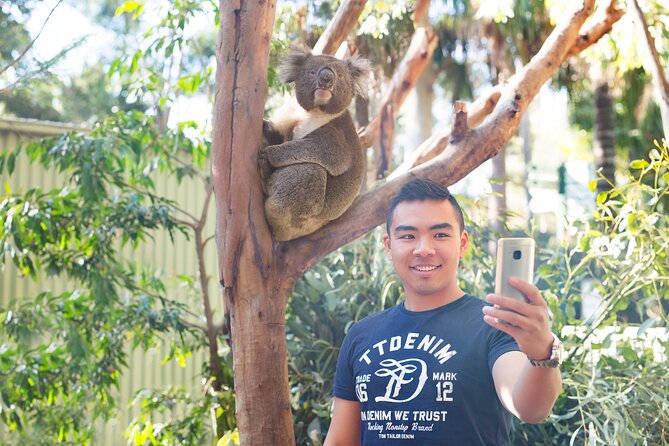 Blue Mountains Day Tour with Wildlife, Walks and Scenic World - The Three Sisters delivers the famous view