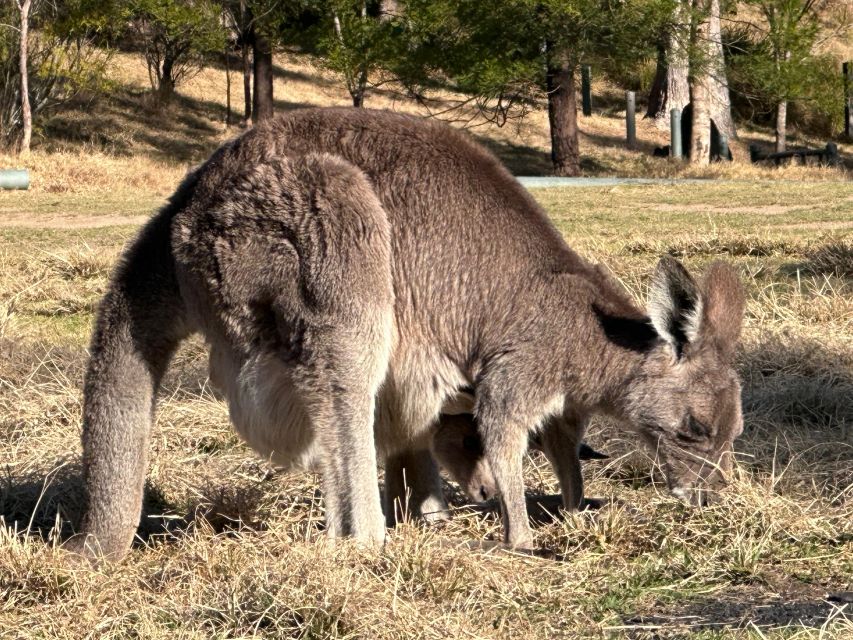 Blue Mountains: Full Day Guided Tour with Lunch - Who will enjoy this tour most