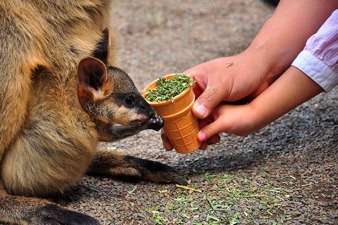 Blue Mountains Highlights, Wildlife Park and Scenic World Full Day Private Tour - Why this tour works for a first Blue Mountains day