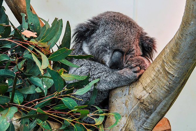 Blue Mountains Highlights, Wildlife Park and Scenic World Full Day Private Tour - Featherdale starts the day with Australian wildlife