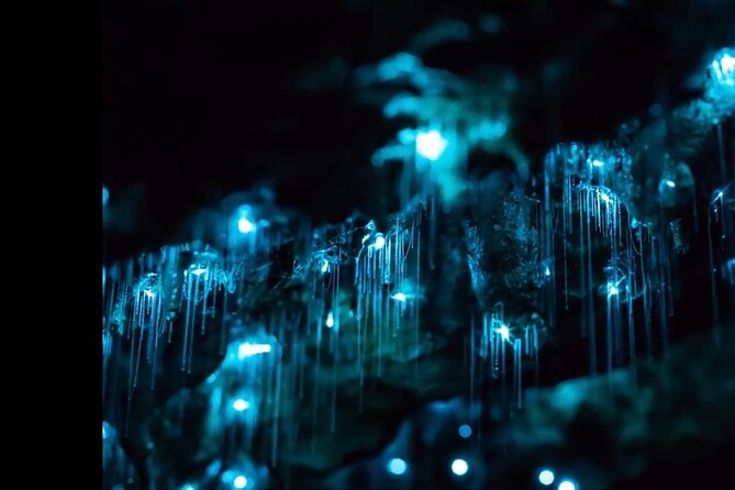 Blue Mountains Hiking Glow worms Cave Wildlife Spotlighting Night Adventure - Key things to know before you book