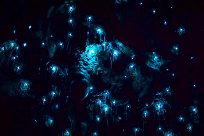 Blue Mountains Hiking Glow worms Cave Wildlife Spotlighting Night Adventure - How much time and energy you really need