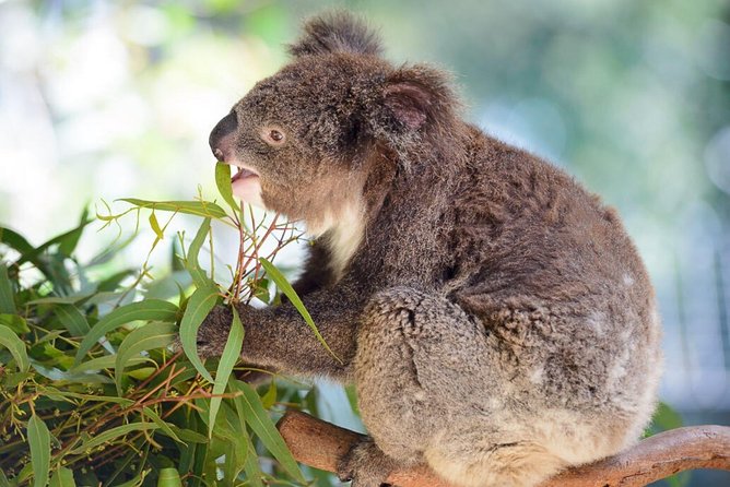 Blue Mountains | Koalas, Kangaroos & Bondi Beach Private Tour - What the $555.86 price means