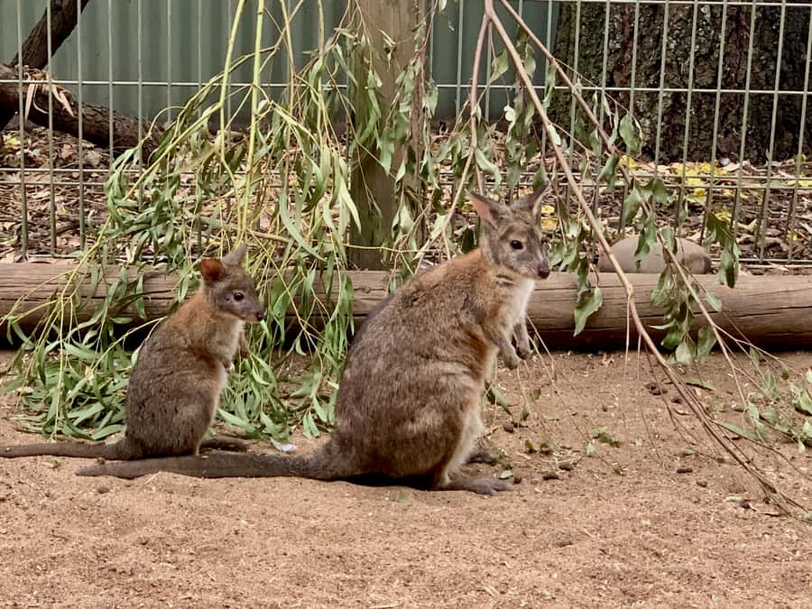 Blue Mountains: Private Scenic Tour with Optional Stops - Featherdale Wildlife Park: the better choice for animal lovers