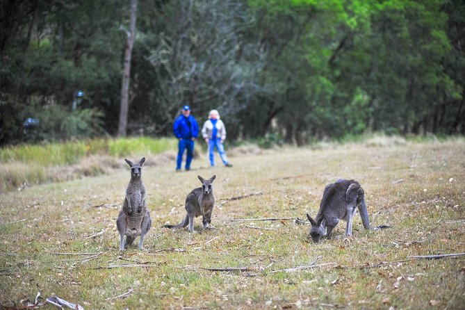 Blue Mountains Private Tour from Sydney - Price, included comforts, and extra costs