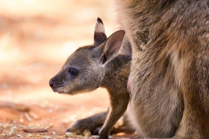 Blue Mountains Private Tour | Koala, Kangaroo, & Waterfalls Day - The Three Sisters and Echo Point