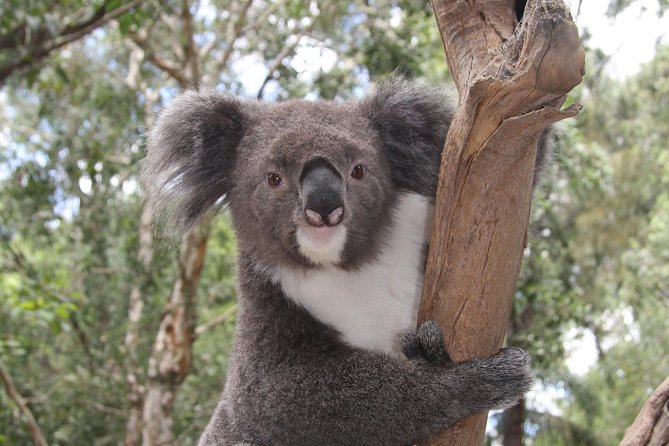 Blue Mountains Private Tour with Kangaroo and Koala Experience - A private route from Sydney to the Blue Mountains