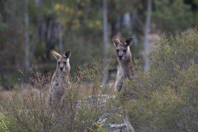 Blue Mountains Small-Group Insider Tour from Sydney - The day in a nutshell