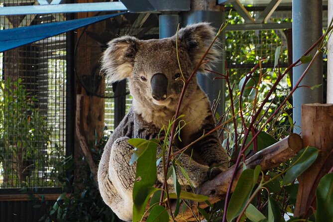 Blue Mountains Small Group Tour with Lunch, Zoo and Scenic World - The Three Sisters are best saved for later
