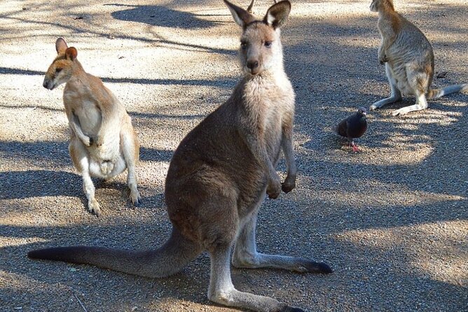 Blue Mountains Sunset Tour | See Kangaroos & Koalas (Private Tour) - Echo Point and the first Blue Mountains views