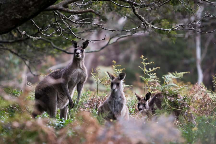 Blue Mountains Sunset Waterfalls Wildlife Tour From Sydney - Wentworth Falls is the physical heart of the day