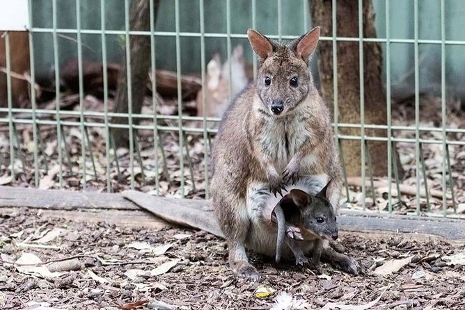Blue Mountains Tour PRIVATE with Wildlife Park and River Cruise - Returning by ferry toward the Opera House