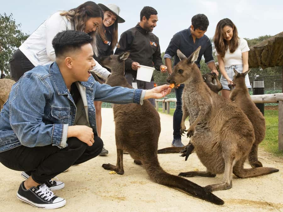 Blue Mountains Tour w/Lunch: Scenic World, Zoo & Koala Photo - Pub lunch, with one practical warning