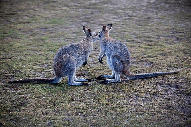 Blue Mountains Wildlife Full-Day Sights and Hiking from Sydney - Calmsley Hill Farm: a useful start with animals