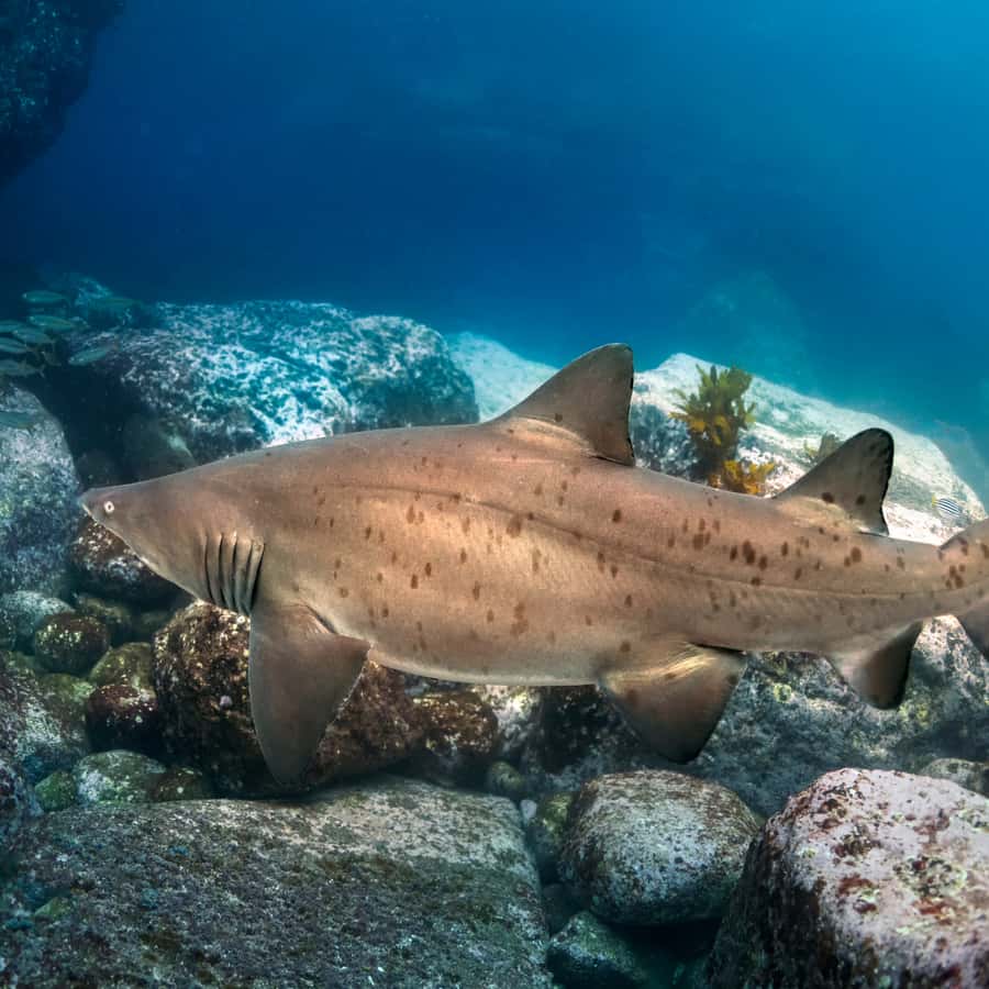 Bondi: Shark Dive at Bushrangers Bay for Certified Divers - Key points to know before booking