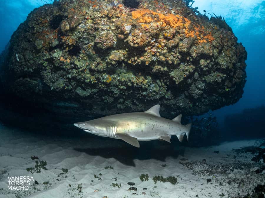 Bondi: Shark Dive at Bushrangers Bay for Certified Divers - Meeting the sharks at Bushrangers Bay