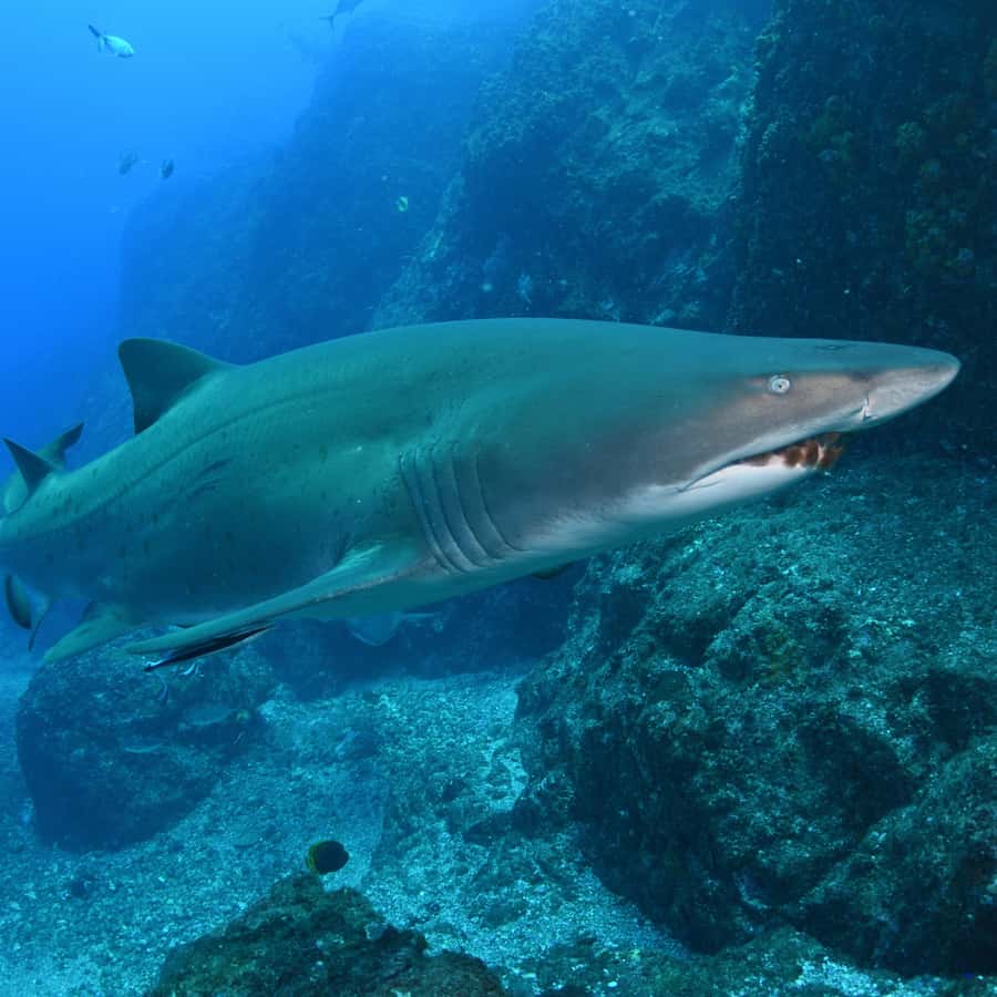 Bondi: Shark Dive at Bushrangers Bay for Certified Divers - What the first shore session is like