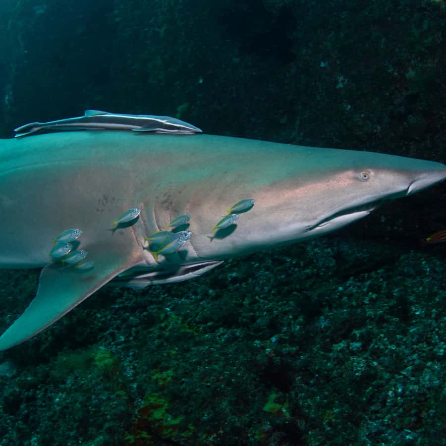 Bondi: Shark Dive at Bushrangers Bay for Certified Divers - The one-hour break between sessions