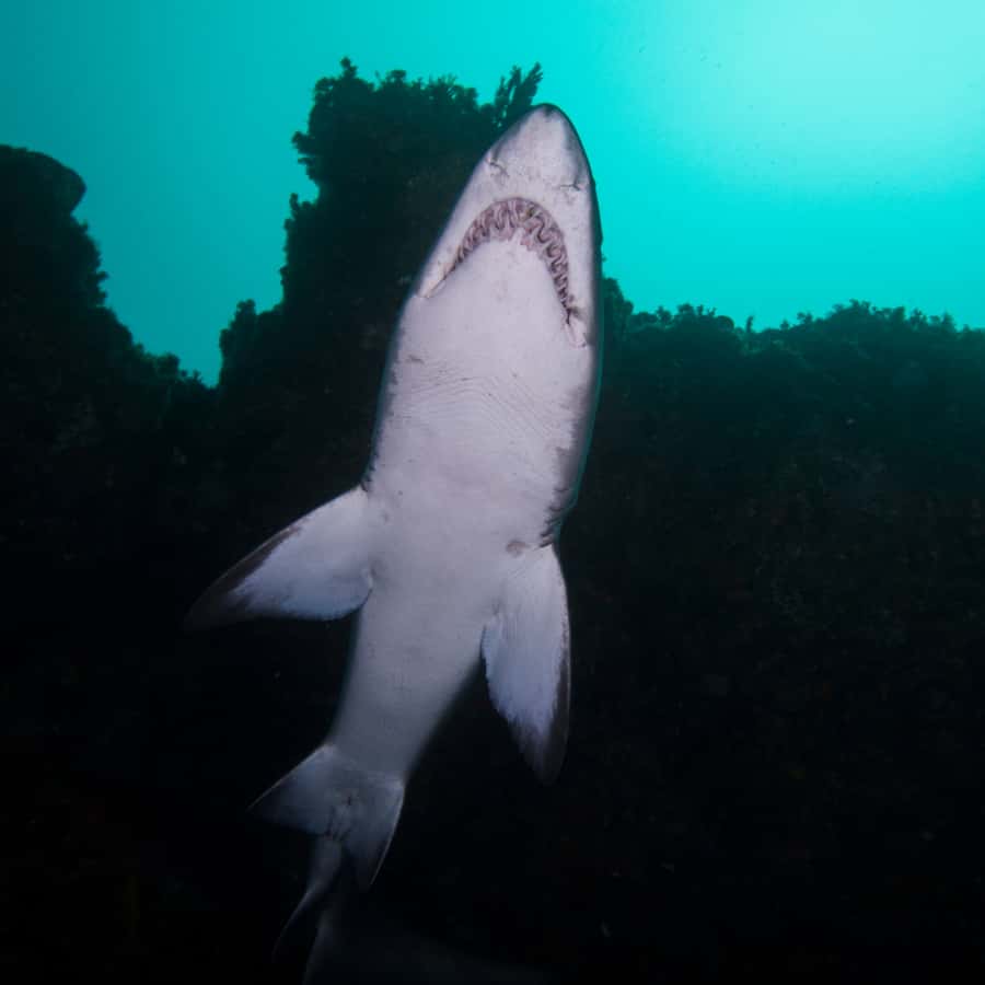 Bondi: Shark Dive at Bushrangers Bay for Certified Divers - A second chance to watch the sharks