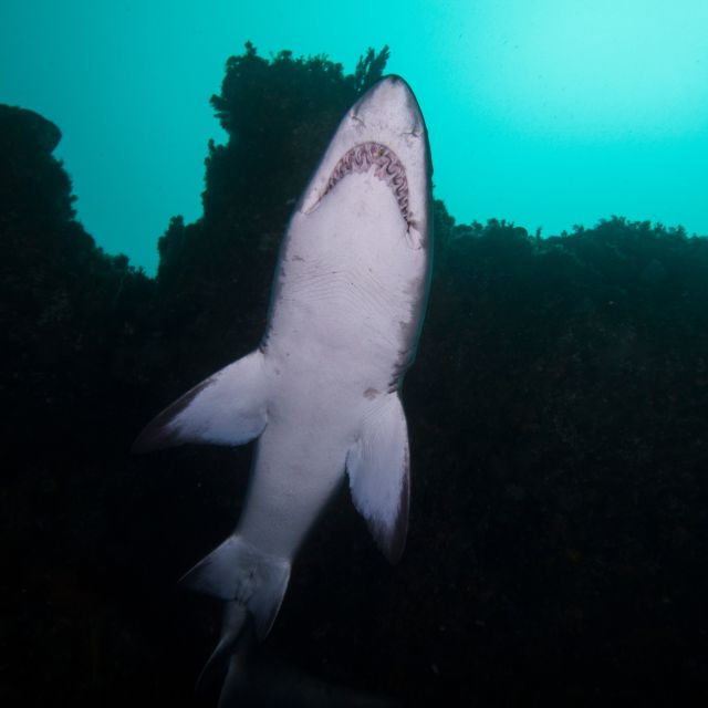 Bondi: Shark Dive at Bushrangers Bay for Certified Divers - How the small group changes the experience
