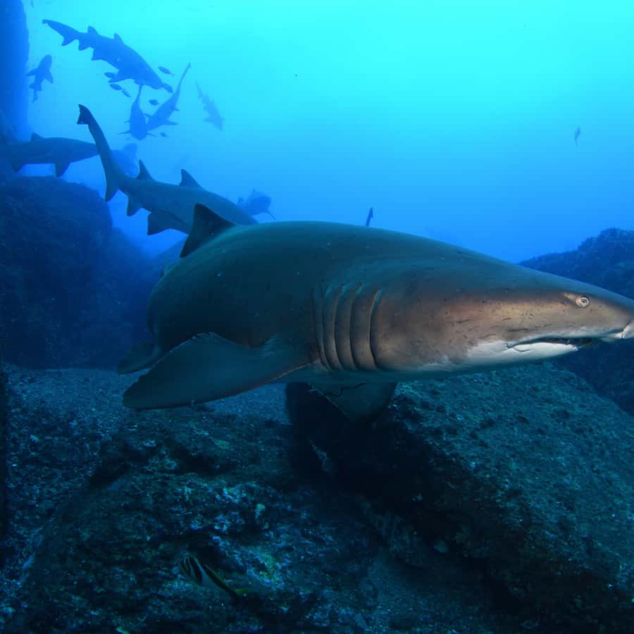 Bondi: Shark Dive at Bushrangers Bay for Certified Divers - The Bondi start and the long ride south