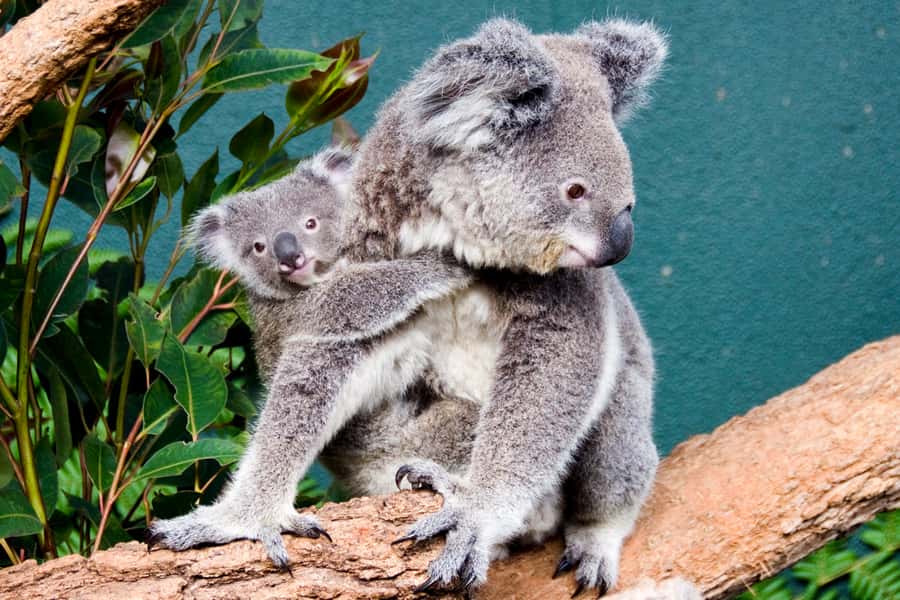 Breakfast with Koalas at WILD LIFE Zoo Darling Harbour - Why the early morning makes the experience better