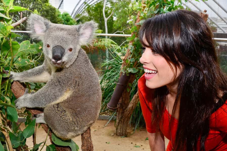 Breakfast with Koalas at WILD LIFE Zoo Darling Harbour - Breakfast among gum trees and banksias